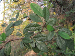 Cotoneaster coriaceus