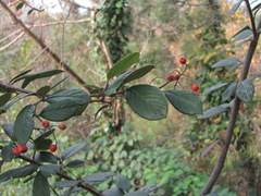 Cotoneaster coriaceus