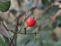 Cotoneaster coriaceus