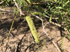 Prosopis pubescens
