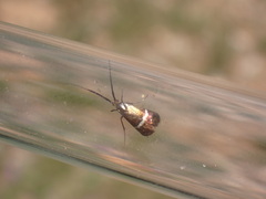 Adela australis
