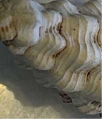 Polygona infundibulum