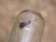 Adela australis