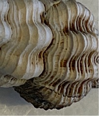 Polygona infundibulum