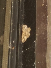 Melanolophia canadaria