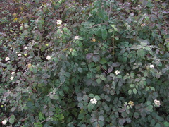 Cornus sanguinea australis