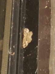 Melanolophia canadaria