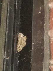 Melanolophia canadaria