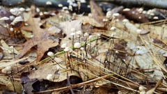 Marasmius capillaris