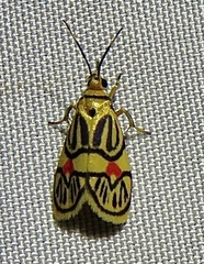 Prepiella aurea