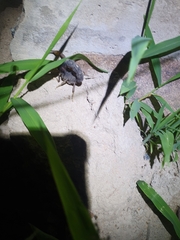 Parabuthus transvaalicus