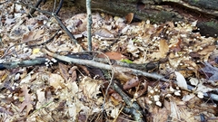 Marasmius capillaris
