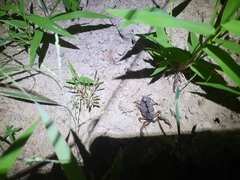 Parabuthus transvaalicus