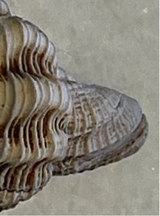 Polygona infundibulum