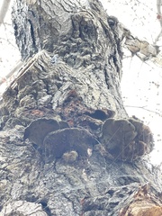 Inonotus