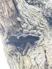 Inonotus