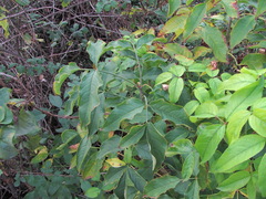 Staphylea colchica