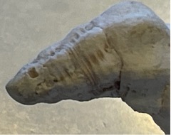 Polygona infundibulum