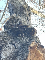 Inonotus