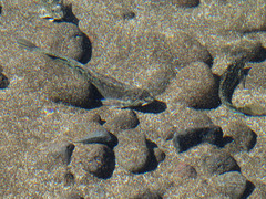 Parablennius parvicornis