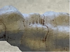 Polygona infundibulum