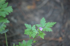 Geranium purpureum