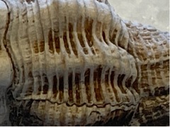 Polygona infundibulum