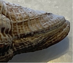 Polygona infundibulum