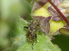 Stictopleurus punctatonervosus