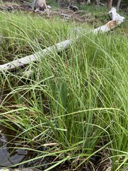 Carex utriculata