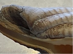 Polygona infundibulum