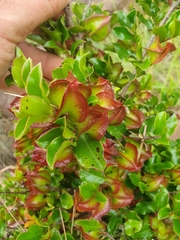 Diospyros scabrida