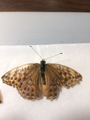 Argynnis paphia