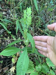 Yeatesia viridiflora