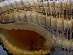 Polygona infundibulum
