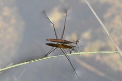 Limnoporus notabilis