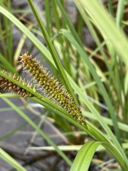 Carex utriculata