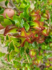 Diospyros scabrida