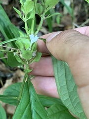 Yeatesia viridiflora