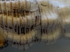 Polygona infundibulum