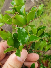 Diospyros scabrida