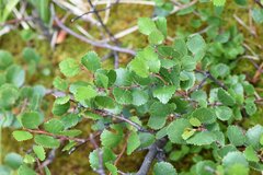 Betula glandulosa