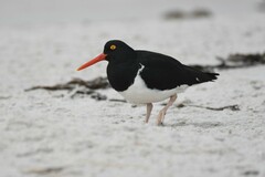 Haematopus leucopodus