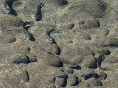 Parablennius parvicornis