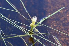 Sparganium angustifolium