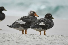 Tachyeres brachypterus