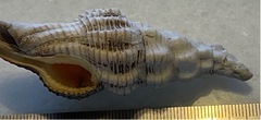 Polygona infundibulum
