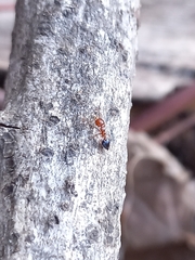 Crematogaster contemta