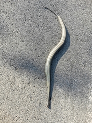Enhydris enhydris