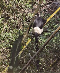 Trachypithecus delacouri